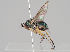  (Dolichopus trivialis - KWi-745)  @11 [ ] CreativeCommons - Attribution Non-Commercial (2018) Marko Mutanen University of Oulu