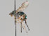  (Dolichopus claviger - KWi-750)  @13 [ ] CreativeCommons - Attribution Non-Commercial (2018) Marko Mutanen University of Oulu