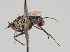  (Hercostomus nigrilamellatus - KWi-756)  @11 [ ] CreativeCommons - Attribution Non-Commercial (2018) Marko Mutanen University of Oulu
