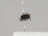  (Phora edentata - KWi-819)  @11 [ ] CreativeCommons - Attribution Non-Commercial (2018) Marko Mutanen University of Oulu