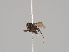  (Megaselia funesta - KWi-824)  @11 [ ] CreativeCommons - Attribution Non-Commercial (2018) Marko Mutanen University of Oulu
