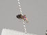  (Triphleba bicornuta - KWi-829)  @11 [ ] CreativeCommons - Attribution Non-Commercial (2018) Marko Mutanen University of Oulu