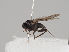  (Triphleba papillata - KWi-834)  @11 [ ] CreativeCommons - Attribution Non-Commercial (2018) Marko Mutanen University of Oulu