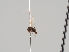  (Triphleba renidens - KWi-837)  @11 [ ] CreativeCommons - Attribution Non-Commercial (2018) Marko Mutanen University of Oulu