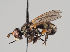  (Thecophora fulvipes - KWi-899)  @11 [ ] CreativeCommons - Attribution Non-Commercial (2018) Marko Mutanen University of Oulu