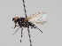  ( - KWi-907)  @11 [ ] CreativeCommons - Attribution Non-Commercial (2018) Marko Mutanen University of Oulu