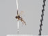  ( - KWi-941)  @11 [ ] CreativeCommons - Attribution Non-Commercial (2018) Marko Mutanen University of Oulu
