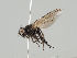  (Earomyia lonchaeoides - KWi-967)  @11 [ ] CreativeCommons - Attribution Non-Commercial (2018) Marko Mutanen University of Oulu