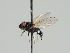  ( - KWi-973)  @11 [ ] CreativeCommons - Attribution Non-Commercial (2018) Marko Mutanen University of Oulu