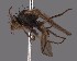  (Cerodontha bohemani - KWi-2447)  @11 [ ] by-nc (2023) Marijke Iso-Kokkila University of Oulu