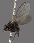  (Cerodontha ireos - KWi-2456)  @11 [ ] by-nc (2023) Marijke Iso-Kokkila University of Oulu