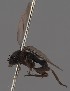  (Triphleba inaequalis - KWi-2460)  @11 [ ] by-nc (2023) Marijke Iso-Kokkila University of Oulu