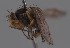  (Cerodontha calosoma - KWi-2468)  @11 [ ] by-nc (2023) Marijke Iso-Kokkila University of Oulu