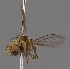  (Liriomyza hieracivora - KWi-2485)  @11 [ ] by-nc (2023) Marijke Iso-Kokkila University of Oulu