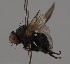  (Agromyza erythrocephala - KWi-2498)  @11 [ ] by-nc (2023) Marijke Iso-Kokkila University of Oulu