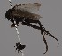  (Borophaga irregularis - KWi-2514)  @11 [ ] by-nc (2023) Marijke Iso-Kokkila University of Oulu