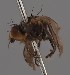  (Phytomyza brevifacies - KWi-2573)  @11 [ ] by-nc (2023) Marijke Iso-Kokkila University of Oulu