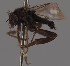  (Megaselia conformis - KWi-2607)  @11 [ ] by-nc (2023) Marijke Iso-Kokkila University of Oulu
