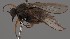  (Platypalpus rapidoides - KWi-2672)  @11 [ ] by-nc (2023) Marijke Iso-Kokkila University of Oulu