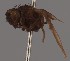 (Agromyza spiraeoidearum - KWi-2769)  @11 [ ] by-nc (2023) Marijke Iso-Kokkila University of Oulu