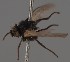  (Agromyza seticercus - KWi-2782)  @11 [ ] by-nc (2023) Marijke Iso-Kokkila University of Oulu