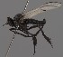  (Rhamphomyia galactoptera - KWi-2840)  @11 [ ] by-nc (2023) Marijke Iso-Kokkila University of Oulu