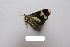  (Priapodes longipalpata - LMR_Geo305)  @11 [ ] CreativeCommons - Attribution Non-Commercial (2018) Marko Mutanen University of Oulu