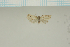  (Aemene claerea - MJP00035)  @11 [ ] CreativeCommons - Attribution Non-Commercial (2018) Marko Mutanen University of Oulu
