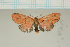  (Barsine cf. punicea - MJP00068)  @11 [ ] CreativeCommons - Attribution Non-Commercial (2018) Marko Mutanen University of Oulu