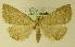  (Herminia tarsicrinalis - MM17220)  @14 [ ] Unspecified (default): All Rights Reserved  Unspecified Unspecified