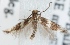  (Elachista adelpha - MM22601)  @13 [ ] CreativeCommons - Attribution Non-Commercial (2012) Marko Mutanen University of Oulu