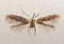  (Bucculatrix sp. 2 - MM22860)  @11 [ ] CreativeCommons - Attribution Non-Commercial (2013) Zdenko Tokar Unspecified