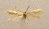  (Bucculatrix diffusella - MM22872)  @12 [ ] CreativeCommons - Attribution Non-Commercial (2013) Zdenko Tokar Unspecified