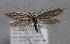  (Pleurota aprilella - MM23750)  @14 [ ] CreativeCommons - Attribution Non-Commercial (2015) Marko Mutanen University of Oulu