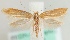  (Argyresthia bergiella - MM23953)  @14 [ ] CreativeCommons - Attribution Non-Commercial (2015) Marko Mutanen University of Oulu