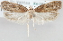  (Depressaria nr. gudmanni - MM23979)  @11 [ ] CreativeCommons - Attribution Non-Commercial (2015) Marko Mutanen University of Oulu