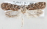  (Depressaria nr. nemolella - MM23987)  @11 [ ] CreativeCommons - Attribution Non-Commercial (2015) Marko Mutanen University of Oulu