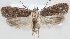  (Depressaria nr. badiella - MM23989)  @15 [ ] CreativeCommons - Attribution Non-Commercial (2015) Marko Mutanen University of Oulu