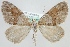  (Thera obeliscata - MM24071)  @15 [ ] CreativeCommons - Attribution Non-Commercial (2018) Marko Mutanen University of Oulu
