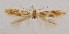  (Bucculatrix sp. 7 - MM24298)  @11 [ ] CreativeCommons - Attribution Non-Commercial (2015) Marko Mutanen University of Oulu