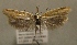  (Pleurota planella - MM24587)  @14 [ ] CreativeCommons - Attribution Non-Commercial (2015) Marko Mutanen University of Oulu