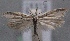  (Pleurota tristictella - MM24659)  @14 [ ] CreativeCommons - Attribution Non-Commercial (2016) Marko Mutanen University of Oulu