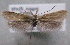  (Pleurota hebetella - MM24683)  @14 [ ] CreativeCommons - Attribution Non-Commercial (2016) Marko Mutanen University of Oulu