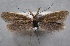  (Pleurota rondaensis - MM24688)  @14 [ ] CreativeCommons - Attribution Non-Commercial (2016) Marko Mutanen University of Oulu