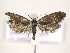  (Lampronia aereipennella - MM24708)  @11 [ ] CreativeCommons - Attribution Non-Commercial (2018) Marko Mutanen University of Oulu