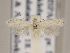  (Bucculatrix sp. 8 - MM24715)  @13 [ ] CreativeCommons - Attribution Non-Commercial (2018) Marko Mutanen University of Oulu