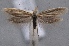  (Pleurota sp. TAB17 - MM24851)  @14 [ ] CreativeCommons - Attribution Non-Commercial (2016) Marko Mutanen University of Oulu