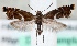  (Glyphipterix haworthana - MM25010)  @14 [ ] CreativeCommons - Attribution Non-Commercial (2015) Marko Mutanen University of Oulu