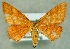  (Idaea serpentata - MM25189)  @14 [ ] CreativeCommons - Attribution Non-Commercial (2016) Marko Mutanen University of Oulu