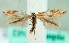  (Bucculatrix noltei - MM25304)  @14 [ ] CreativeCommons - Attribution Non-Commercial (2016) Marko Mutanen University of Oulu